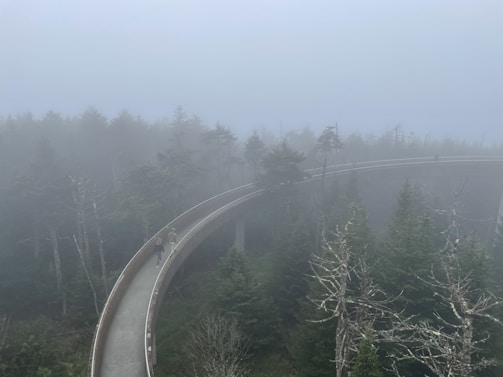 A foggy setting featuring an elevated winding pathway surrounded by dense forest. The atmosphere is serene yet mysterious, with trees partially obscured by the mist. Individuals are walking along the path, giving a sense of exploration in the misty landscape.