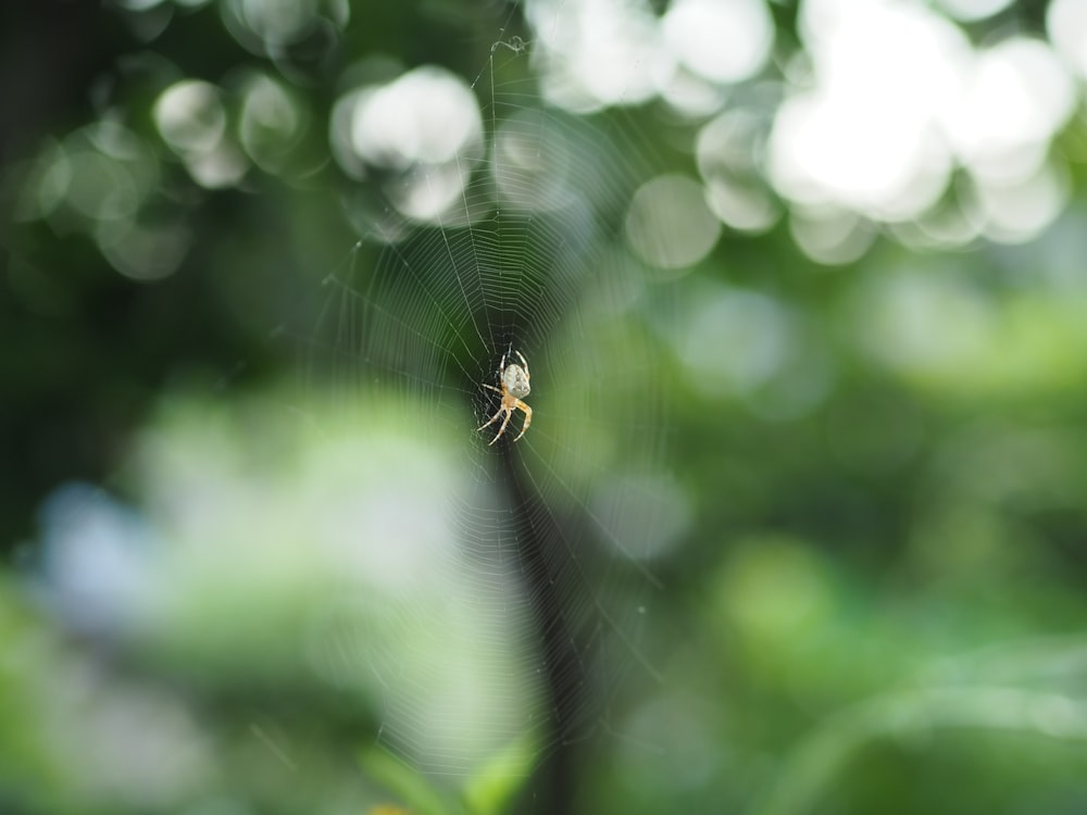 brown spider on web in tilt shift lens