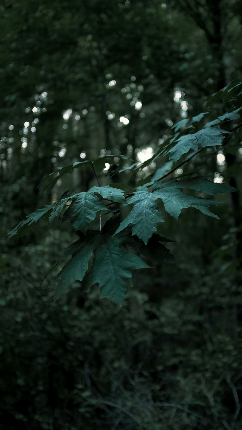 green leaves in tilt shift lens