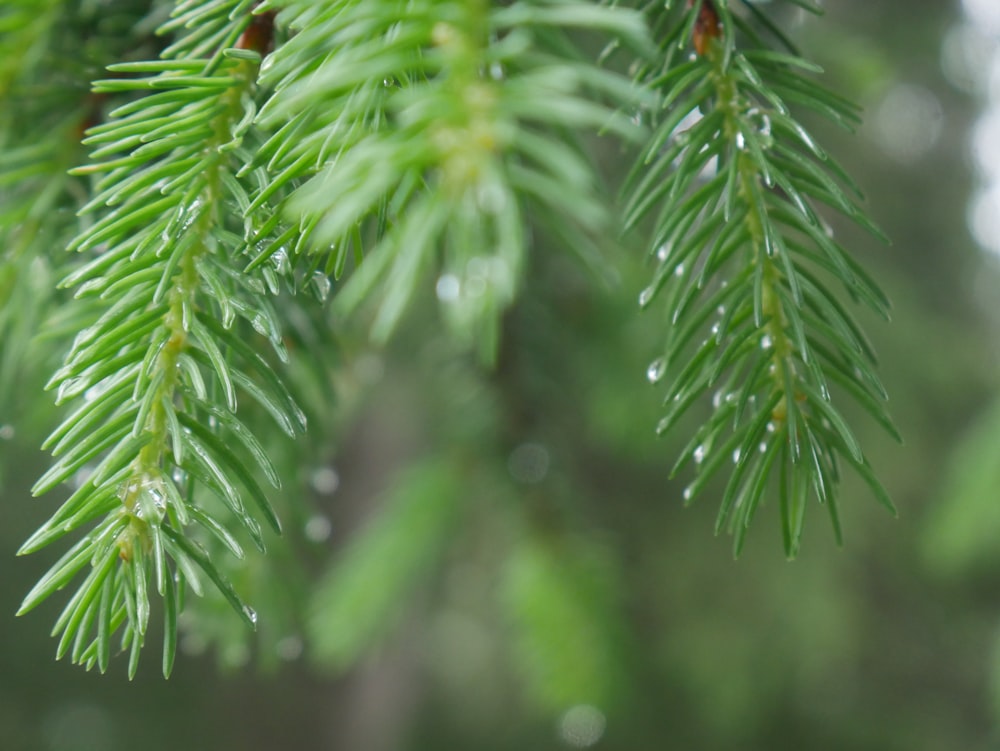 a close up of a pine tree with drops of water on it