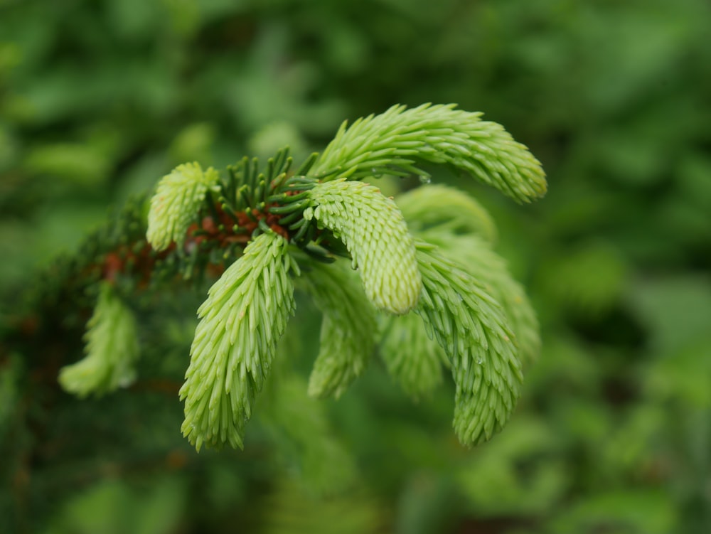 green leaf plant in close up photography