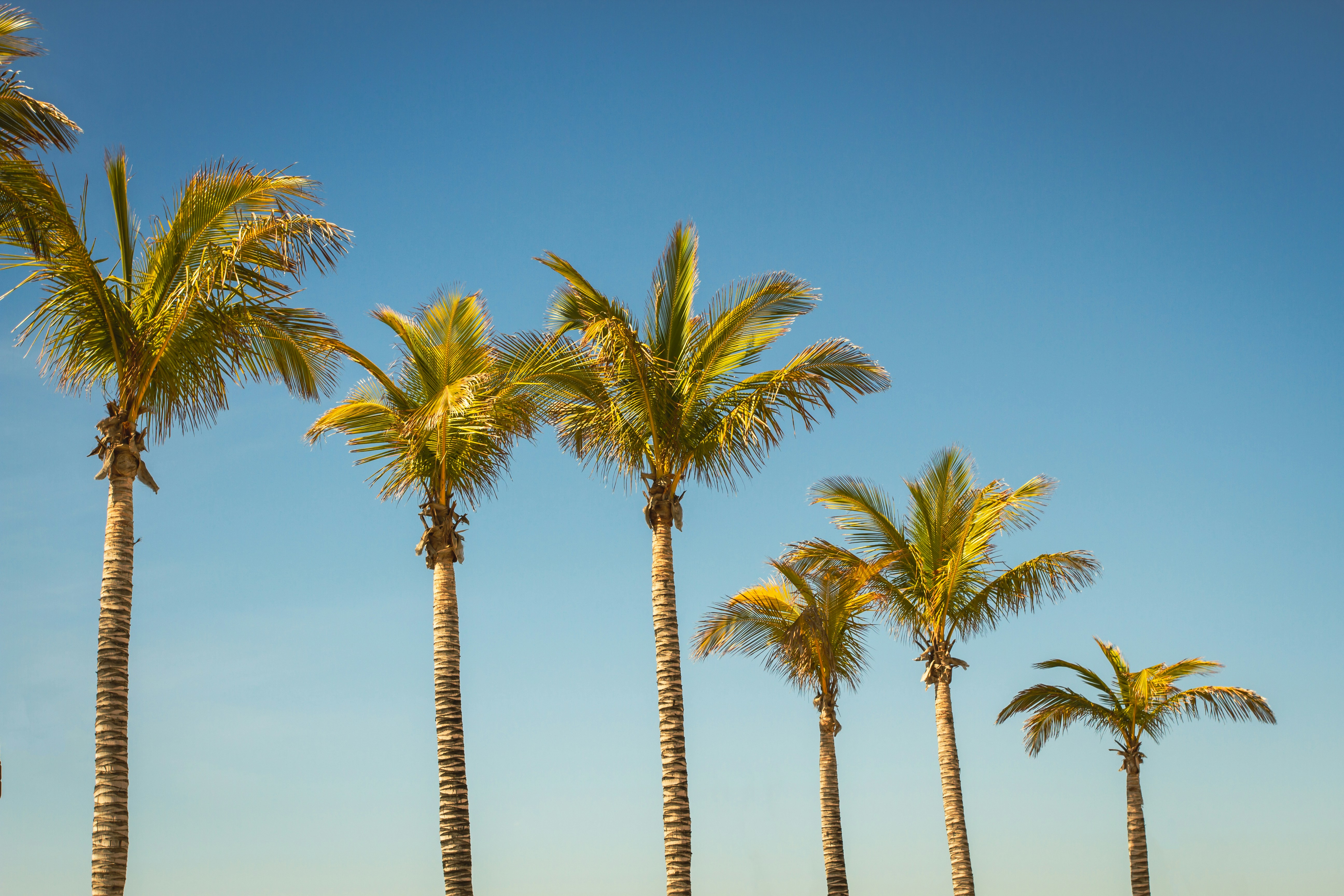 a row of palm trees against a blue sky, Palm Trees