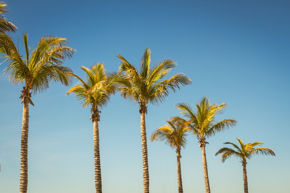 a row of palm trees against a blue sky