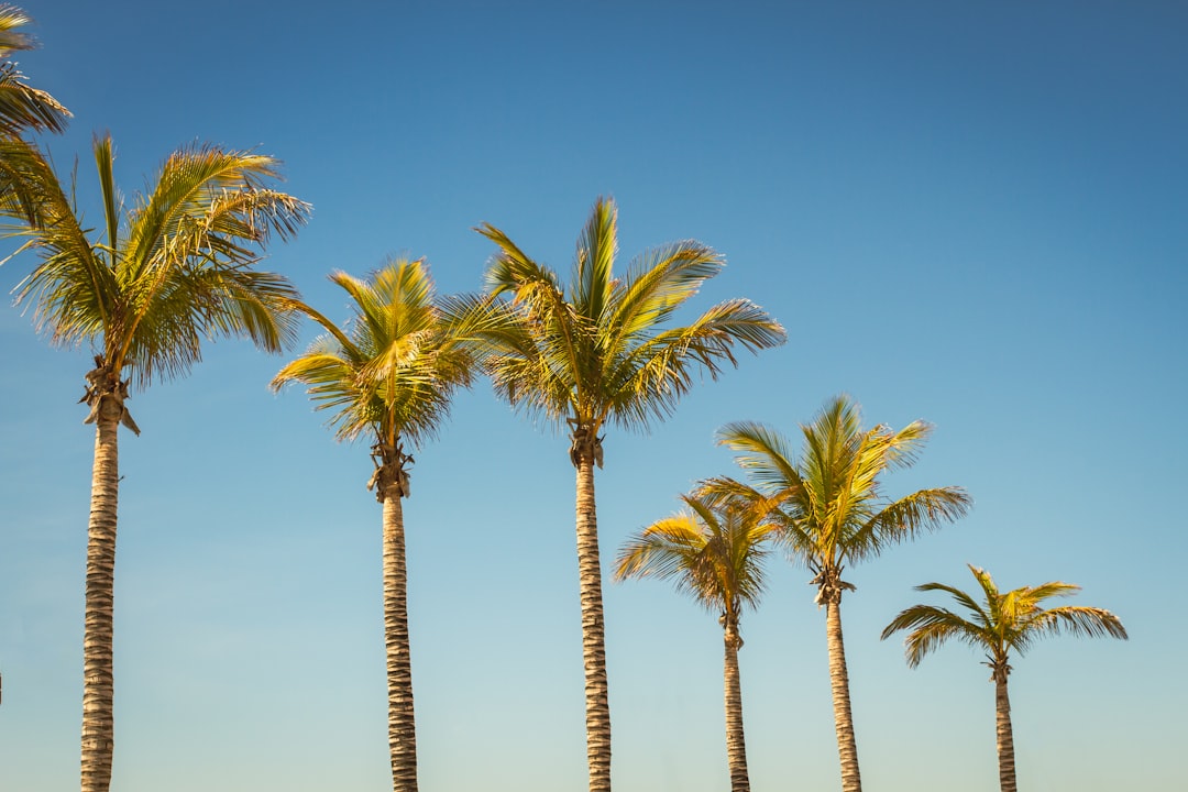 a row of palm trees against a blue sky, Palm Trees