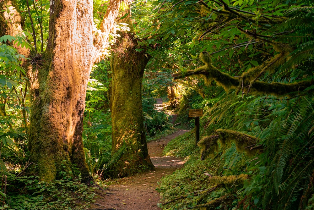 brown tree trunk with green leaves