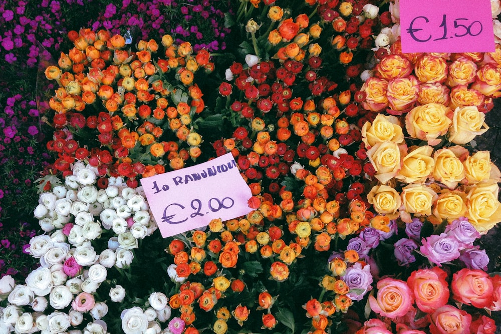 white red and yellow roses