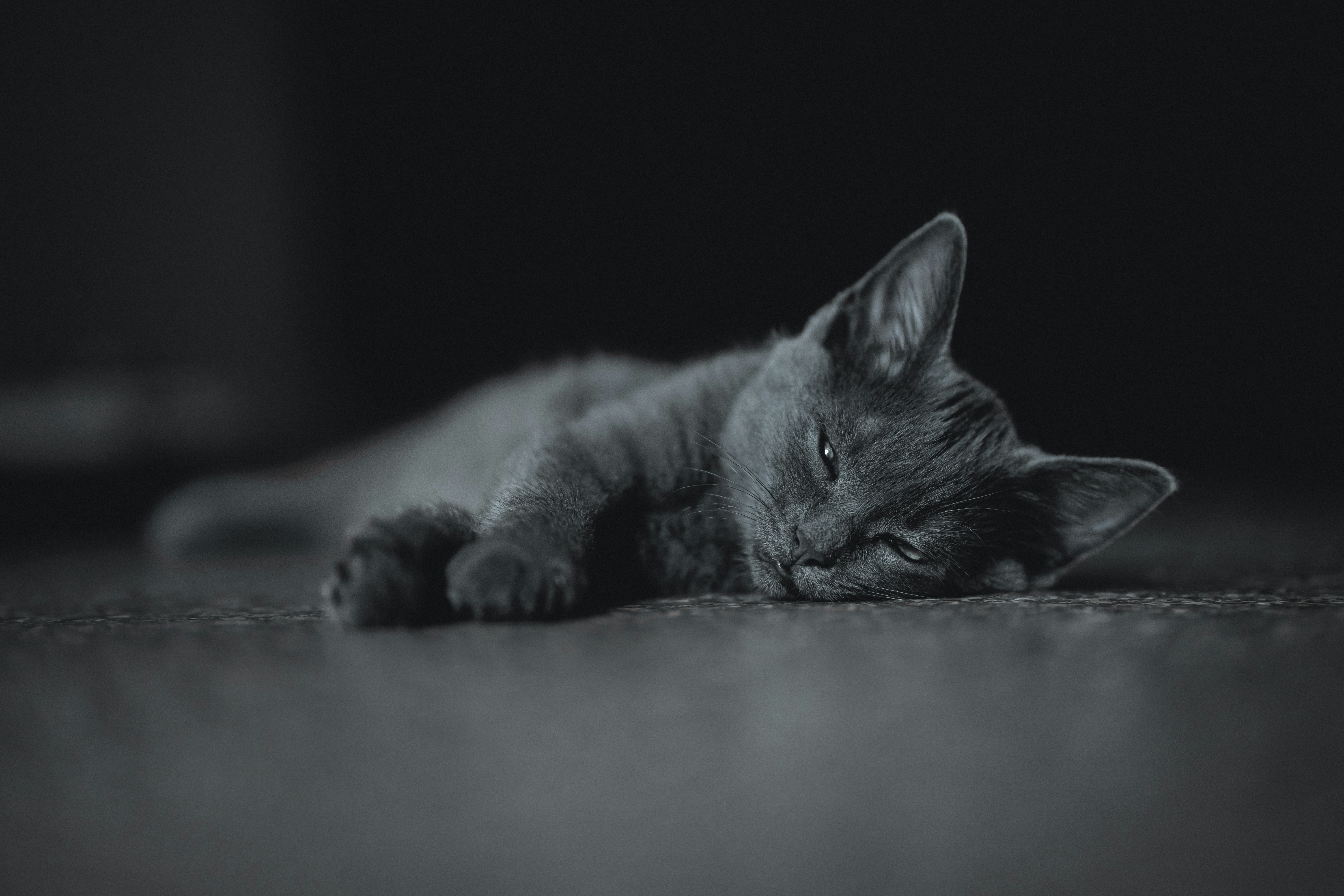 Silent Meows: The Whispered Plea (image credits: unsplash)