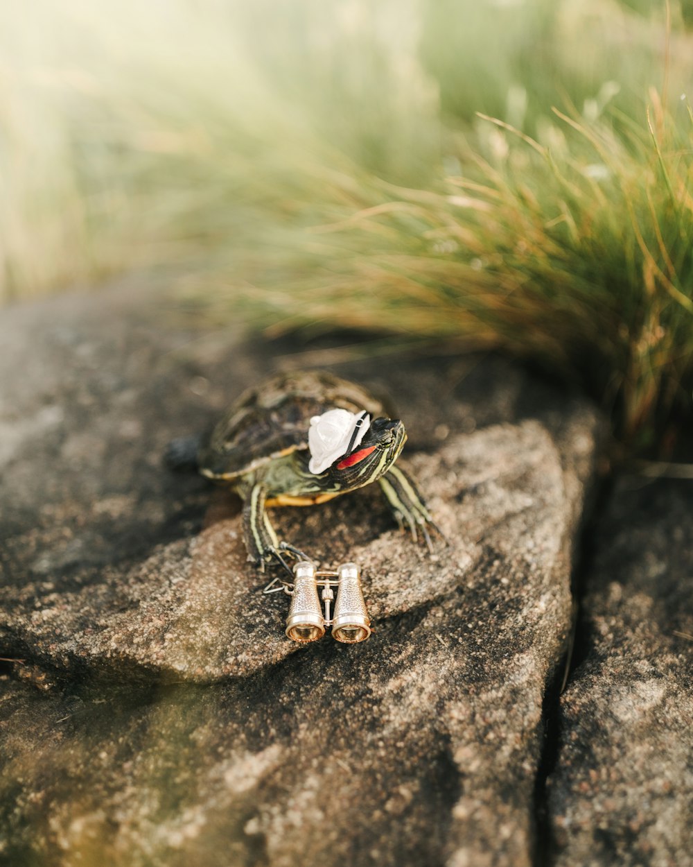 red and white crab on gray rock