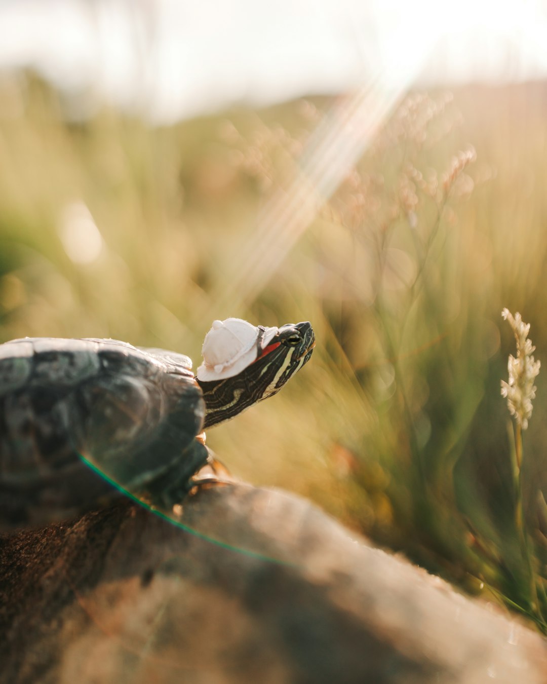 black and white turtle on brown rock