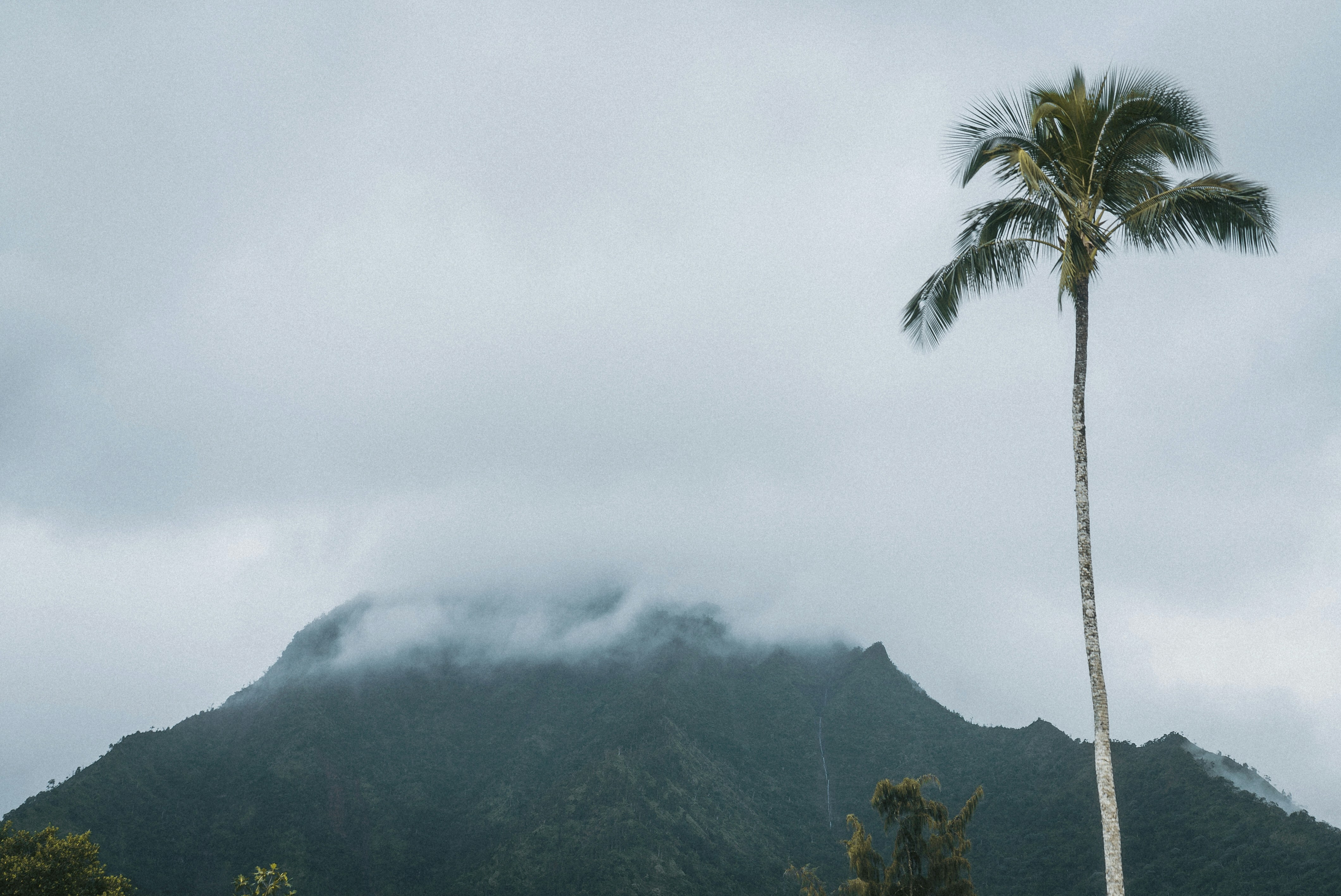 green mountain under white clouds during daytime, Palm Trees