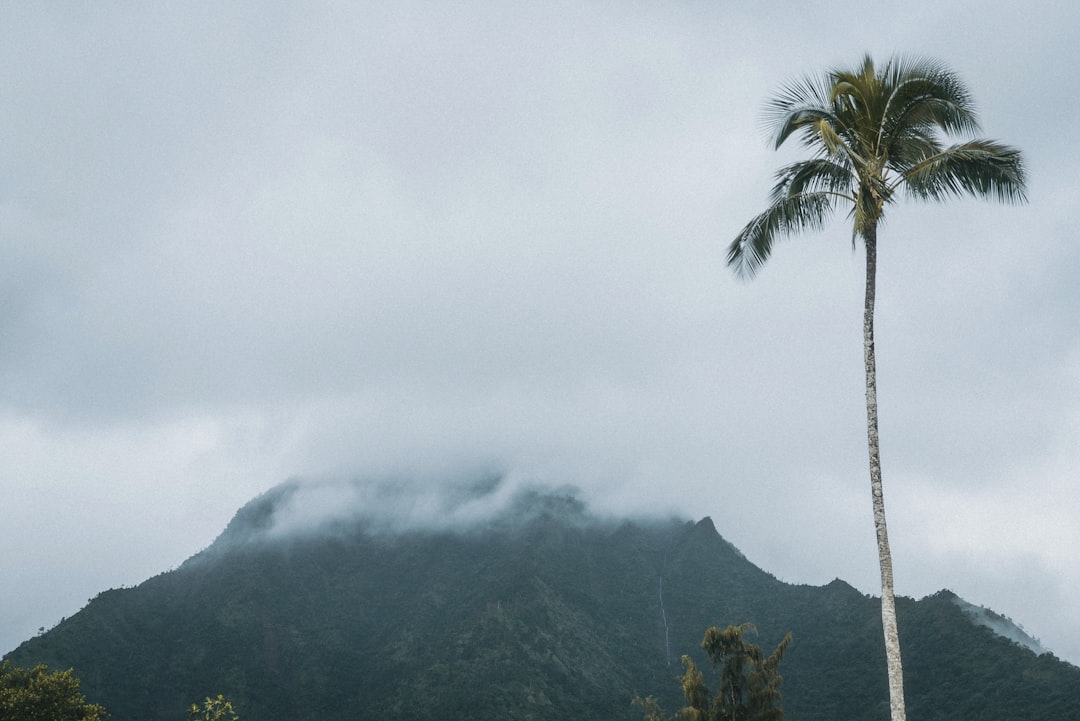 New Hawaiian Airlines Summer Route Seattle