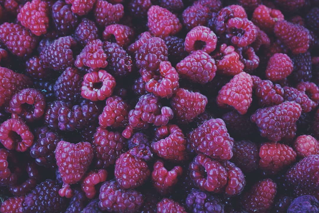 red raspberry fruits on white background