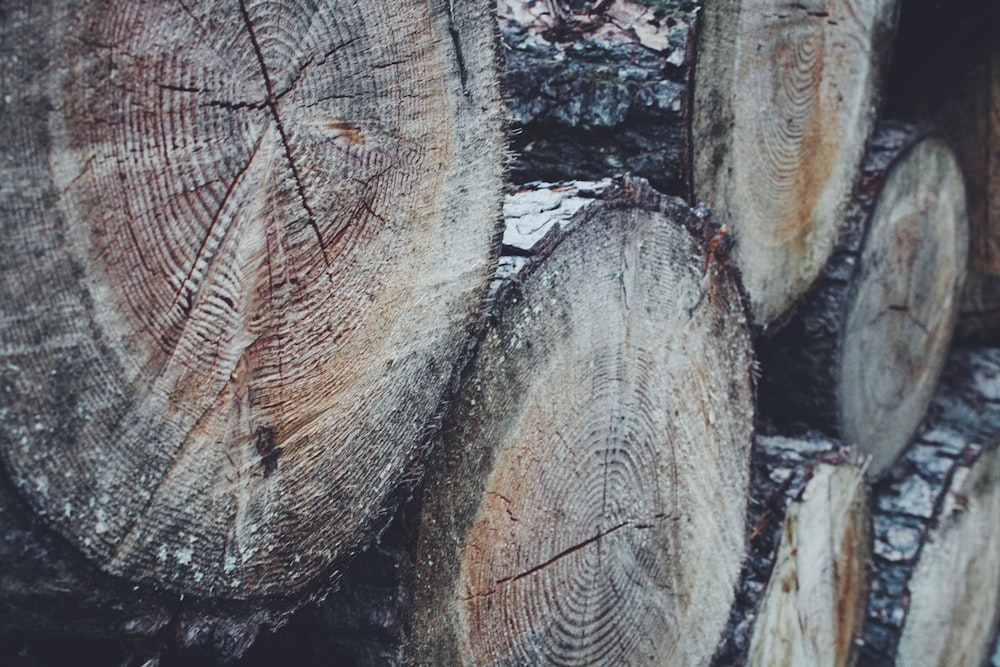 brown and gray wood log