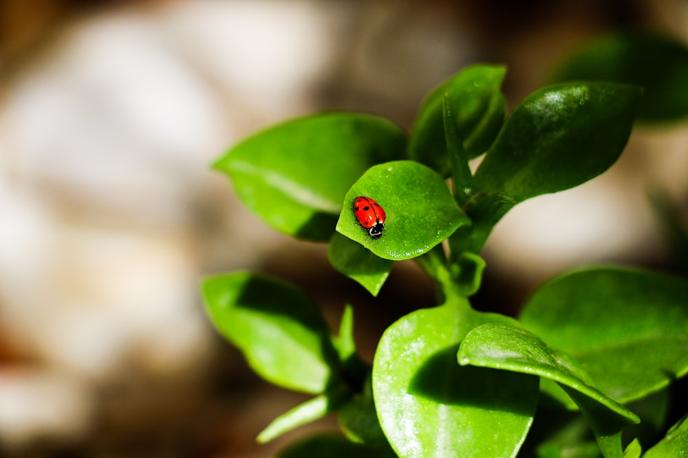 red ladybug on green leaf in close up photography during daytime