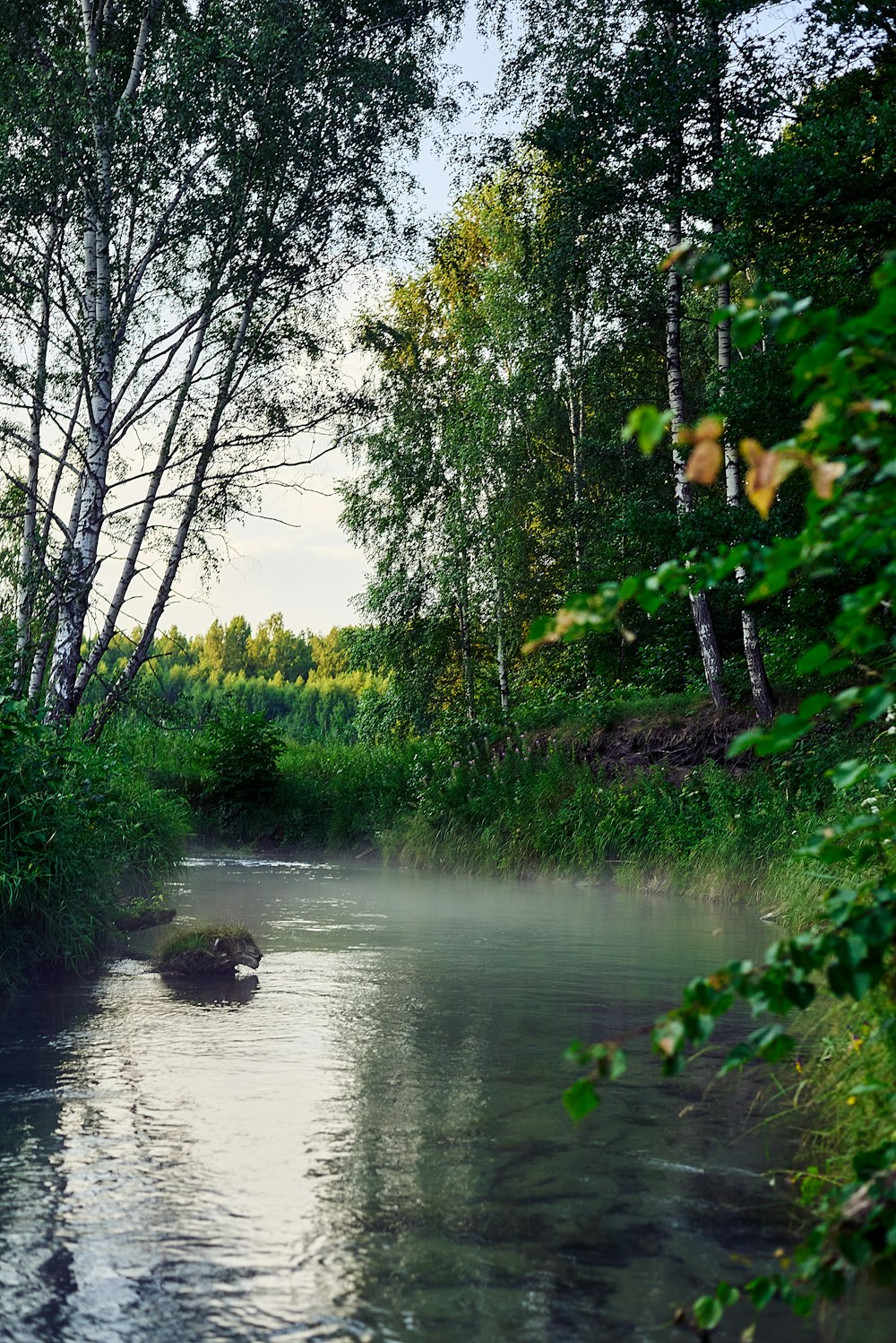 green trees beside river during daytime