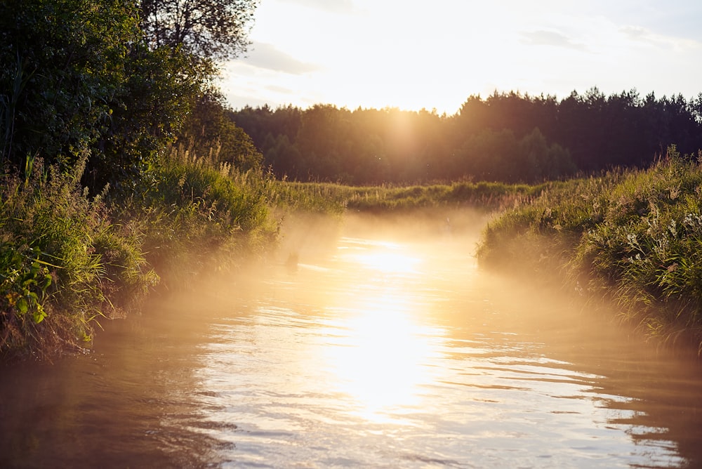 green trees beside river during daytime