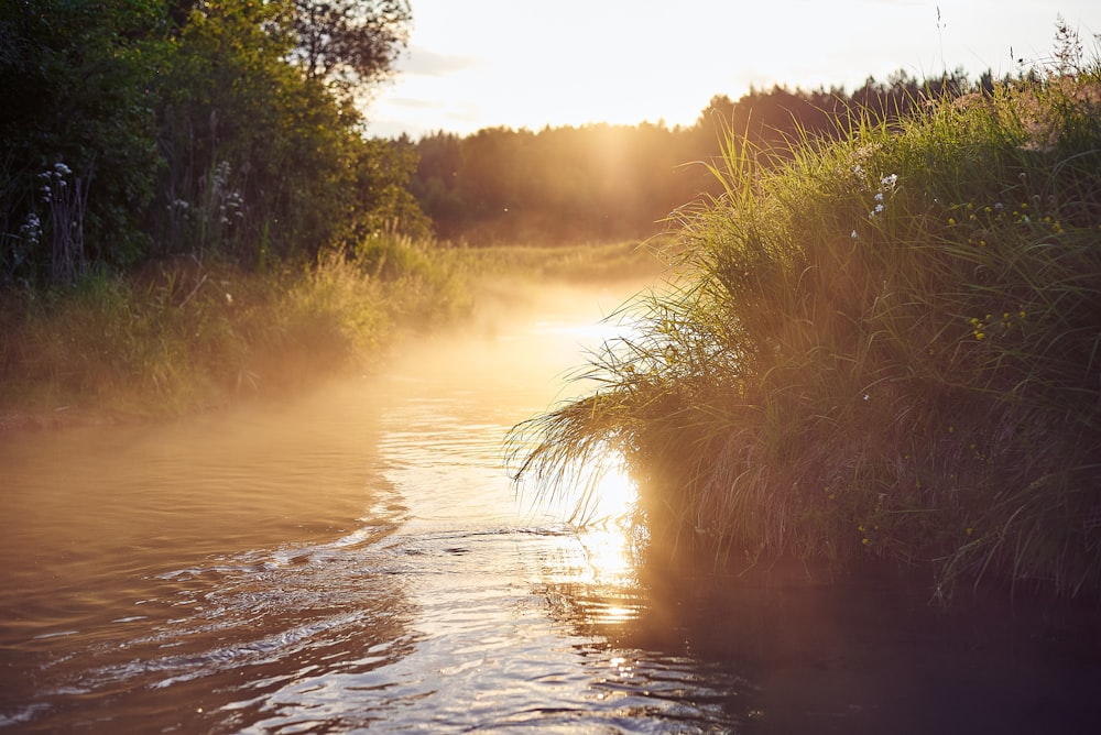 erba verde sull'acqua durante il giorno