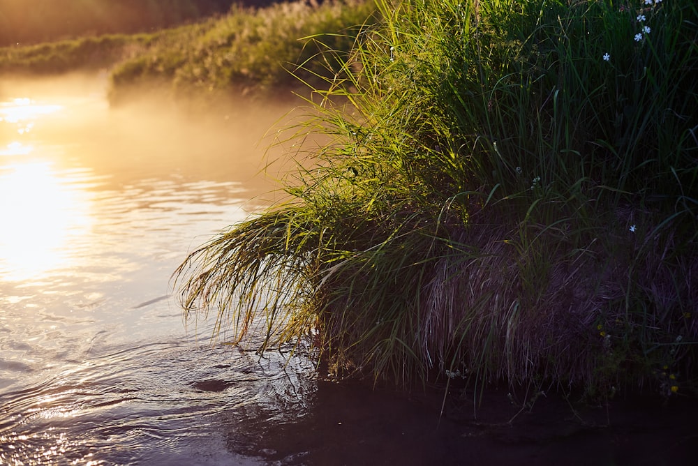 green grass on wet ground