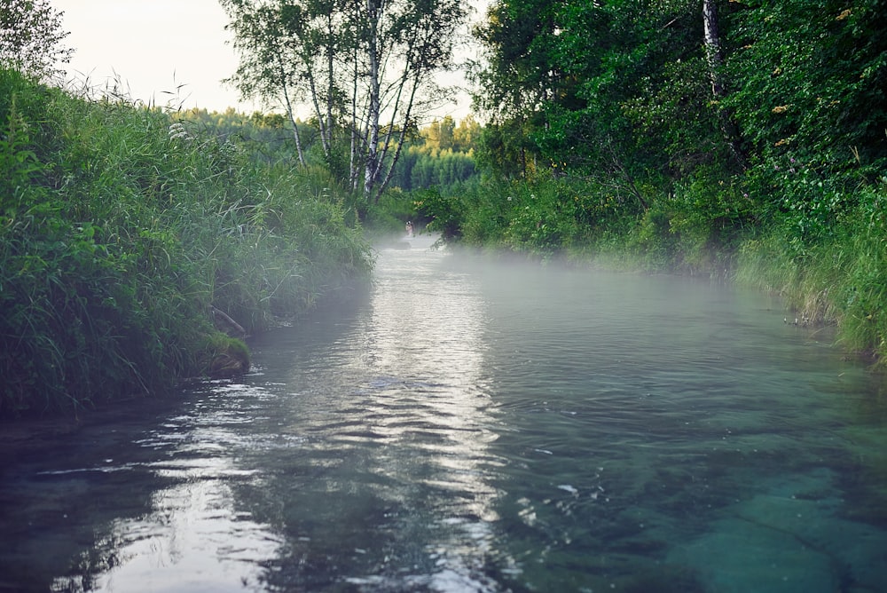 erba verde vicino al fiume durante il giorno