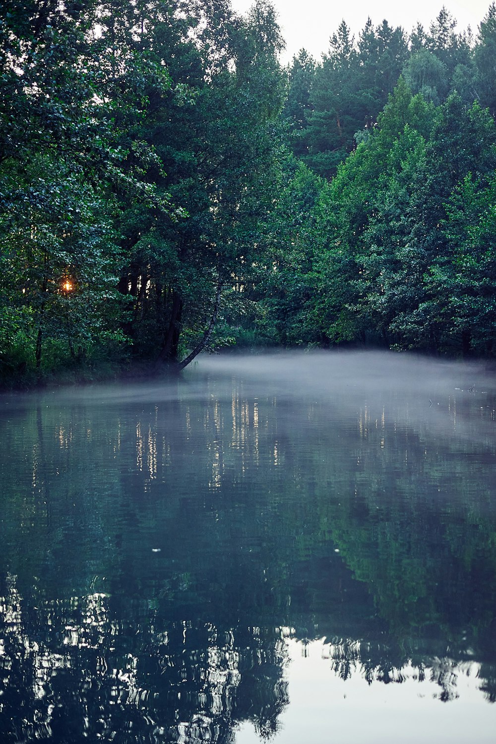 green trees beside river during daytime