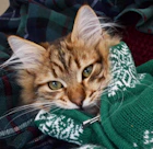 Un gato alegre que lleva un suéter rosa hecho a medida, y que se ve cómodo y satisfecho.