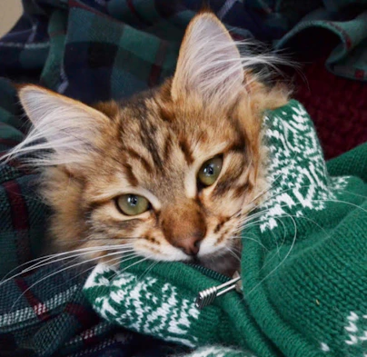 Close-up of a cat wearing a cozy, vibrant sweater looking curious and playful indoors.
