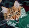 gato usando un sueter verde con blanco tejido hecho a mano acurrucado en un sillon 