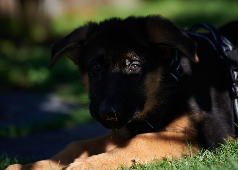 black and tan german shepherd puppy