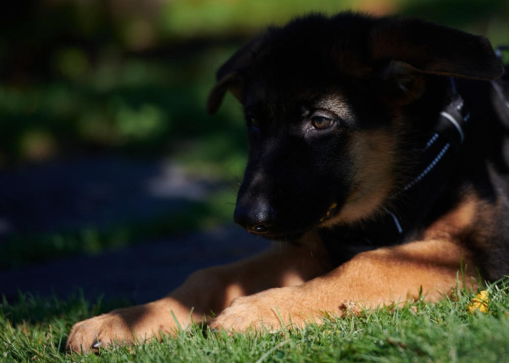 black and tan german shepherd puppy lying on green grass field during  daytime photo – Free Dog Image on Unsplash