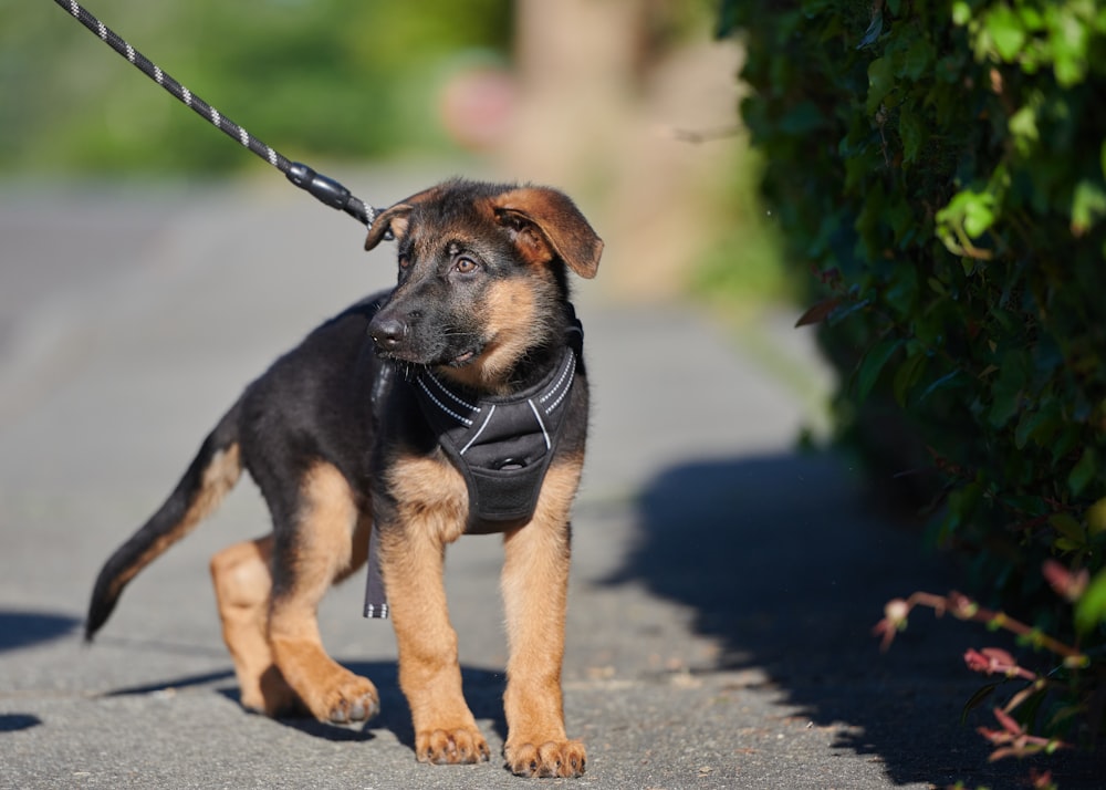 black and tan short coat medium dog with leash