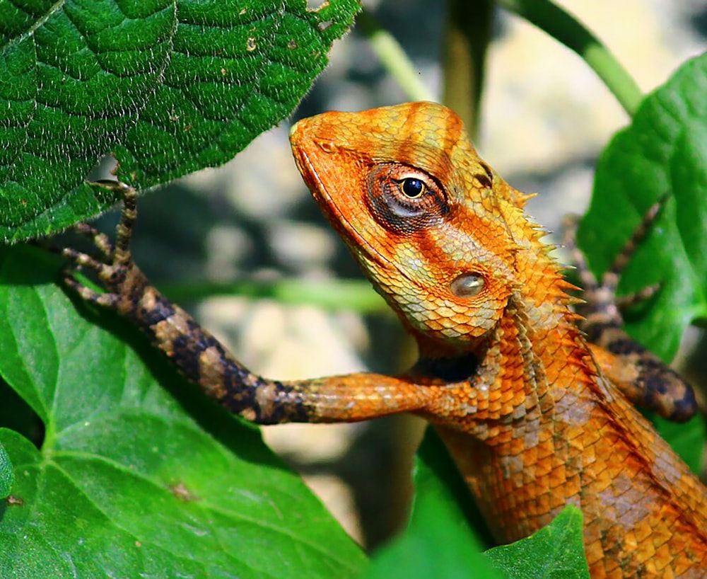 orange and brown lizard on green leaf