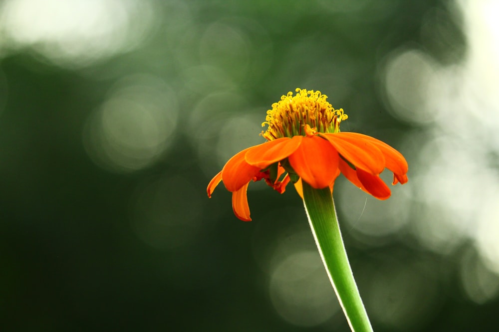 orange flower in tilt shift lens