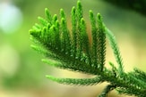green plant in close up photography