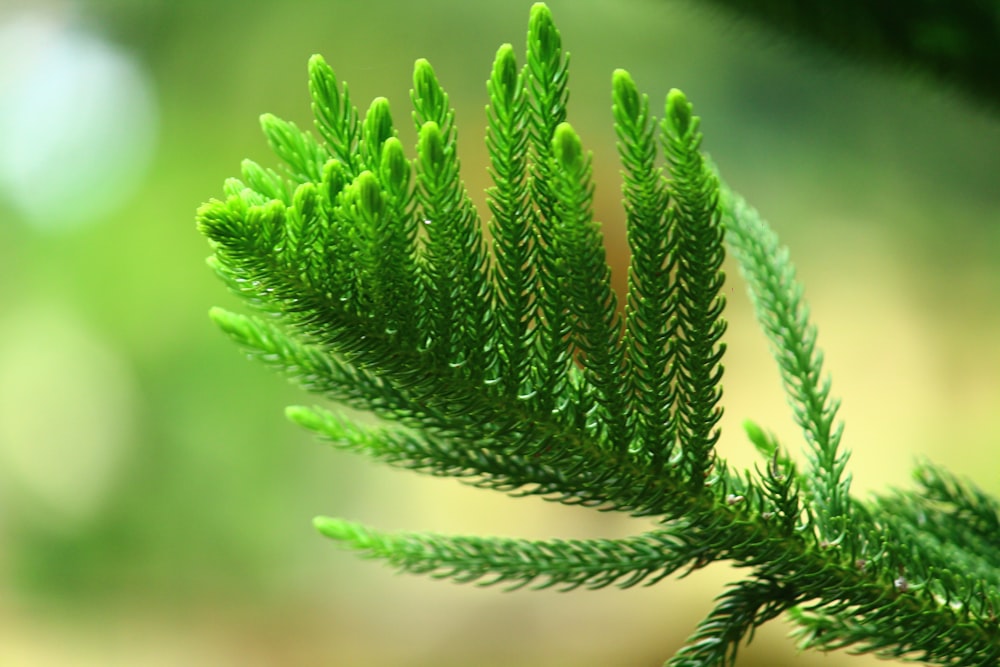 green plant in close up photography