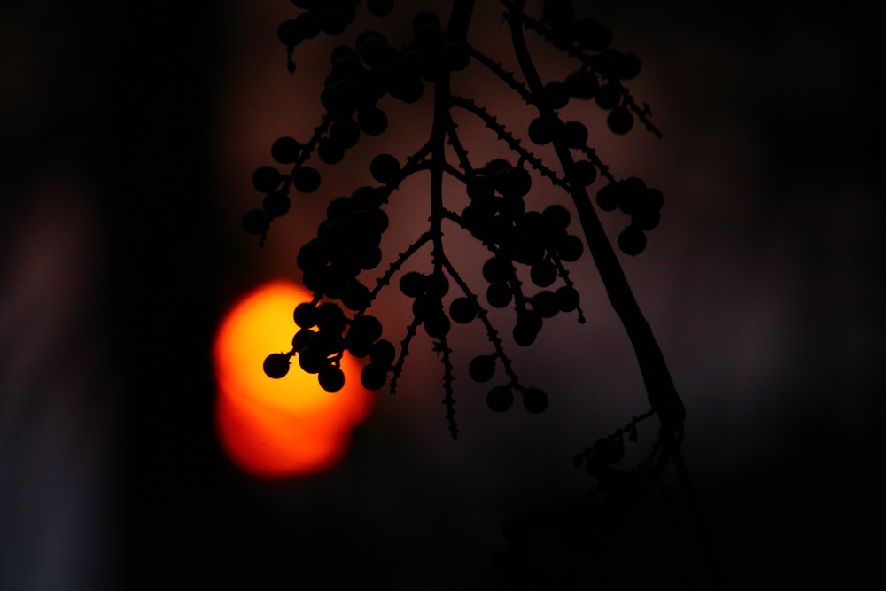 silhouette of plant during sunset