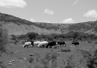 grayscale photo of horses on field