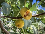 Sunlit fig orchard in northwest Spain with ripe figs hanging from traditional trees