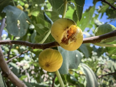 Sunlit fig orchard in northwest Spain with ripe figs hanging from traditional trees
