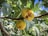 Ripe figs hanging from a branch with lush green leaves surrounding them. One of the figs is partially open, revealing its juicy interior. The background includes sunny patches of blue sky peeking through the dense foliage.
