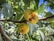Ripe figs hanging from a branch with lush green leaves surrounding them. One of the figs is partially open, revealing its juicy interior. The background includes sunny patches of blue sky peeking through the dense foliage.
