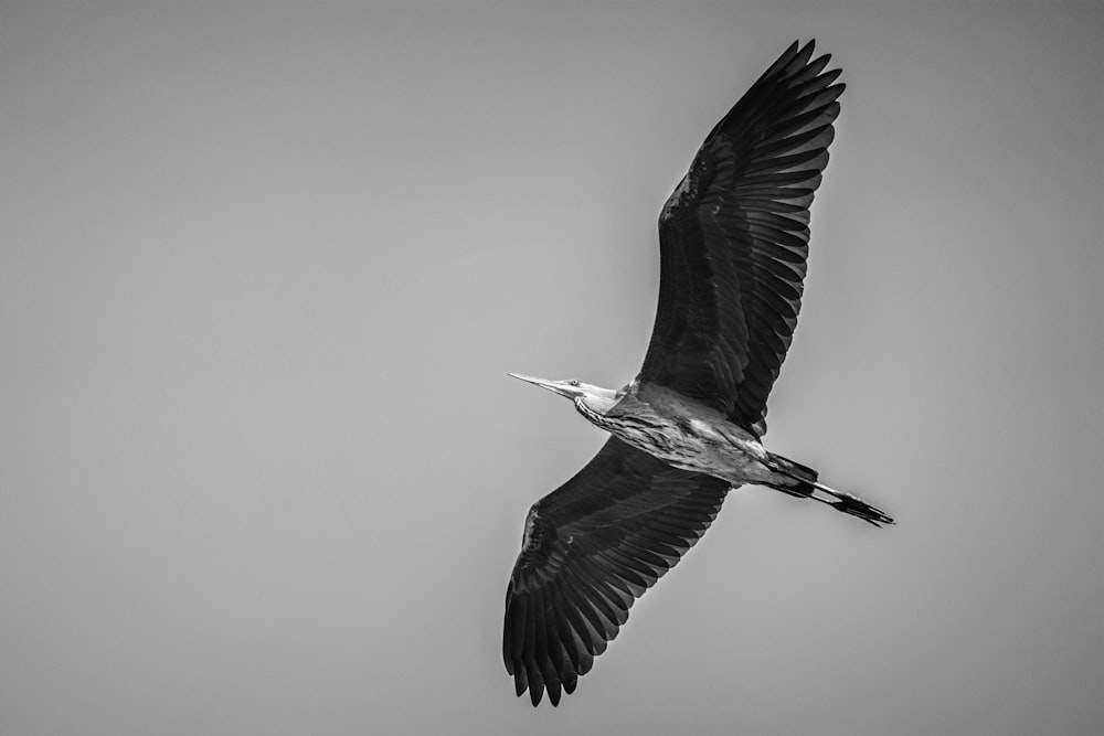 black and white bird flying