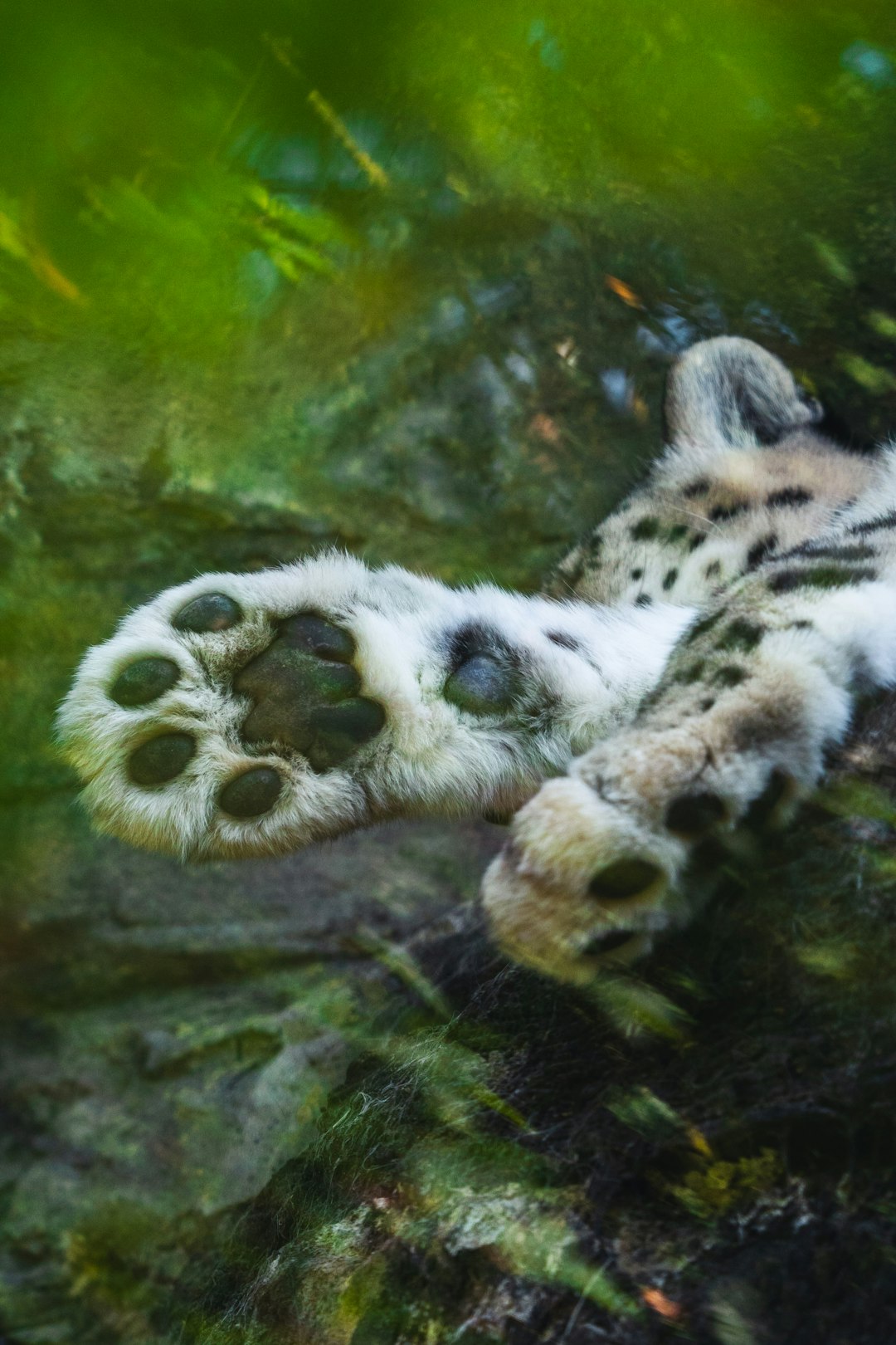 white and black leopard on water