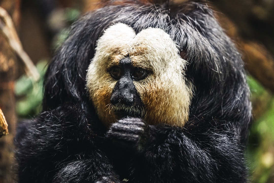 black and brown monkey on tree branch