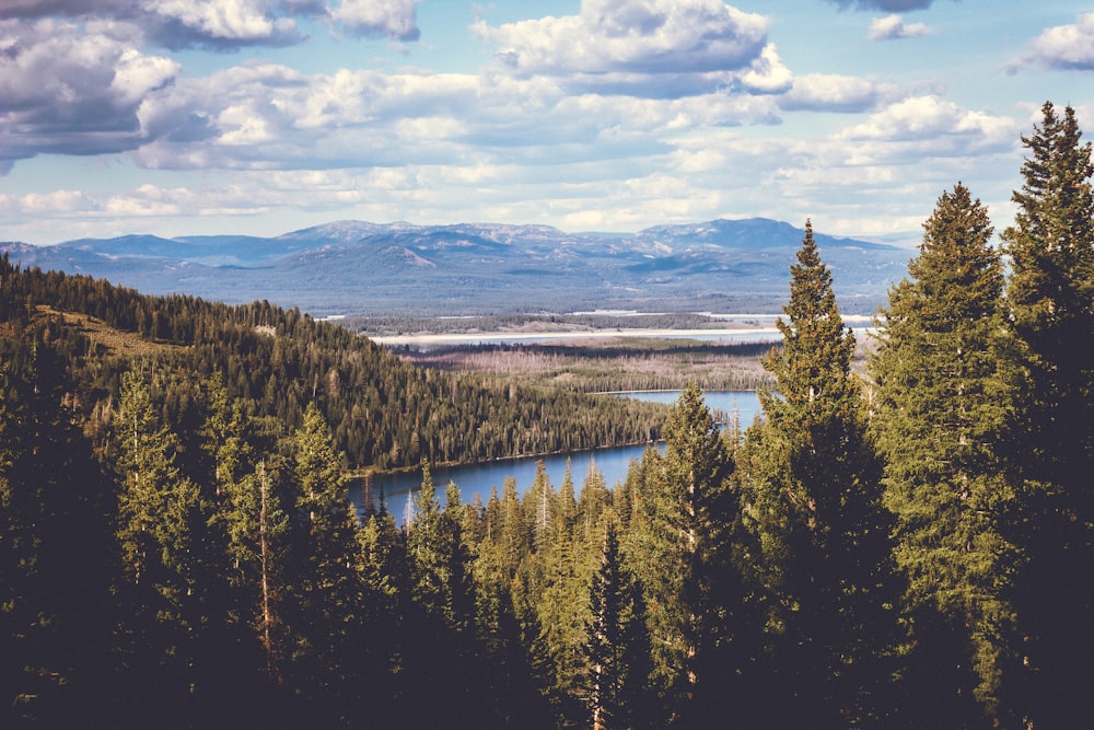 green trees near lake under white clouds and blue sky during daytime