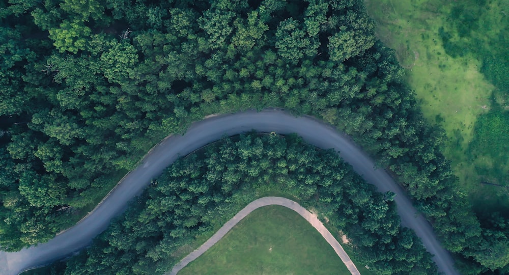 green trees and gray road