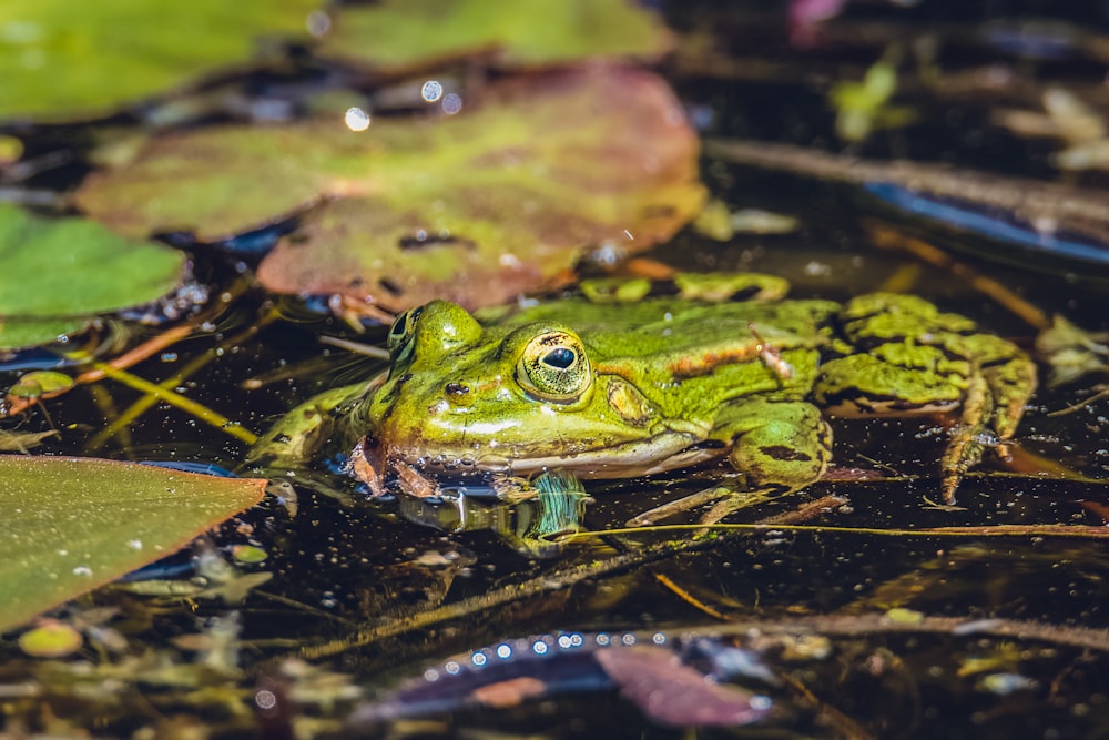 green frog on water during daytime