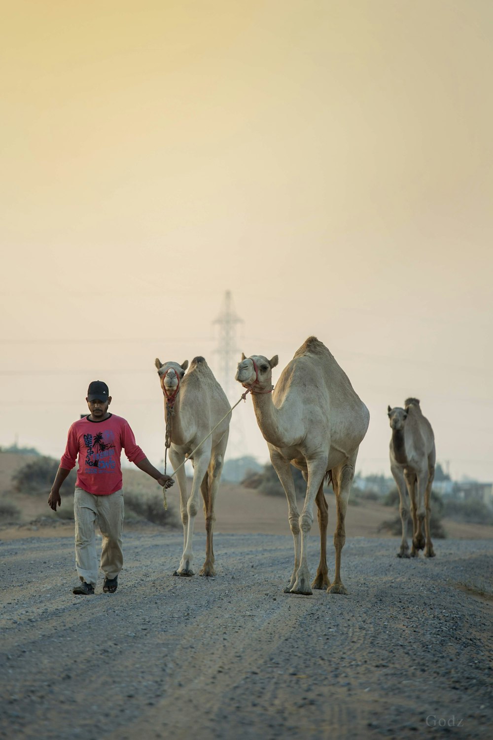 man in blue t-shirt standing beside camels