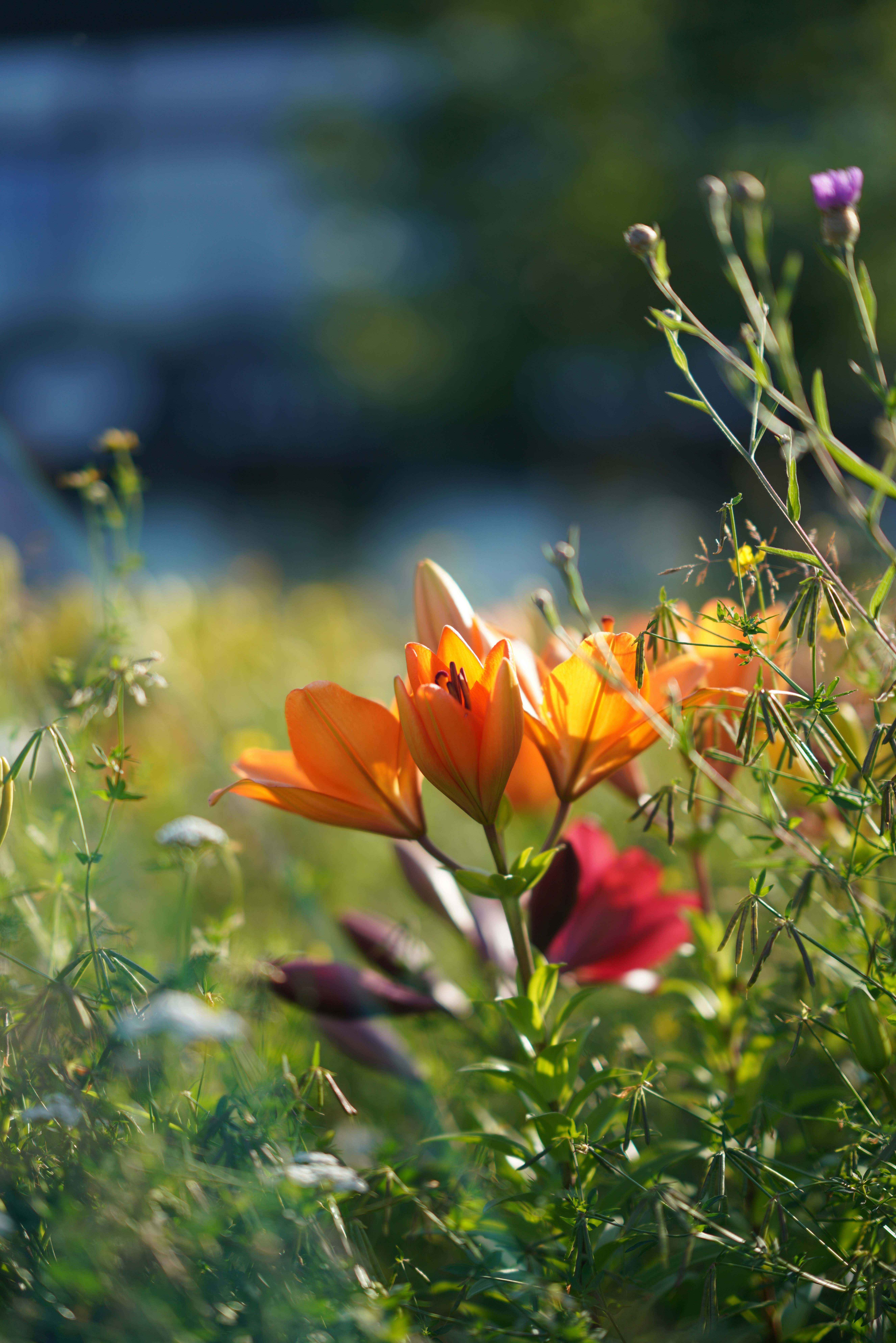 Photo by nihongraphy2