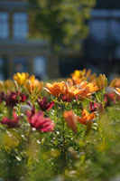 A peaceful garden with blooming lilies, representing purity and devotion.