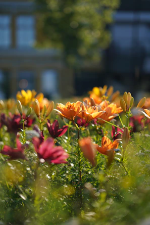A peaceful garden with blooming lilies, representing purity and devotion.